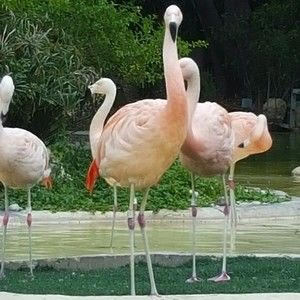 Meet your Posher, Aj